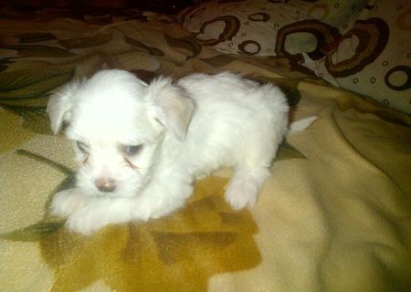 Vand Bichon maltez (4 catei).Rasa pura,pret rezonabil!