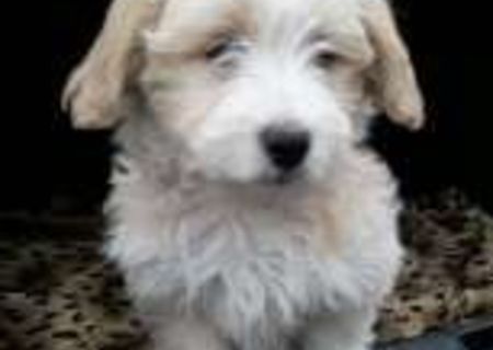 vand bichon maltez 4 luni