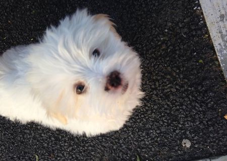 vand bichon maltez