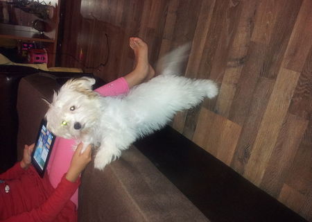 vand bichon maltez femela 5 luni