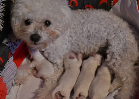 Vand Bichon Toy, pret 200euro