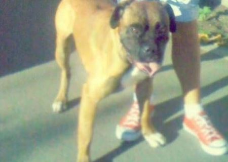 vand boxer sau schimb pe pui de pitbull vand boxer sau schimb pe pui de pitbull