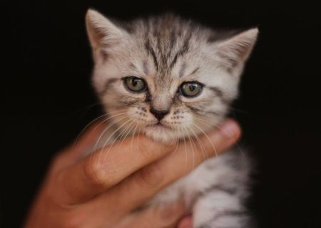Vand British Shorthair Bucuresti