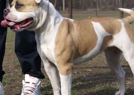 Vand BULDOG AMERICAN! Vand BULDOG AMERICAN!