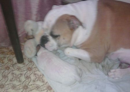 vand bulldog american