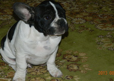 Vand Bulldog francez