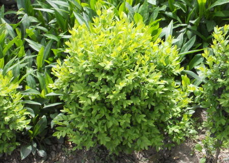 Vand Buxus,