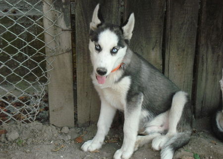 Vand caine HUSKY