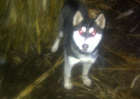 Vand caine Husky