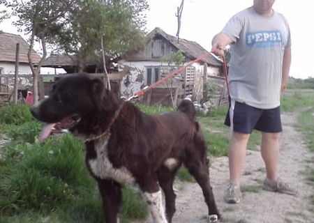 vand caini ciobanesti de asia centrala
