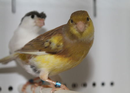 Vand canari de cantec slavujar