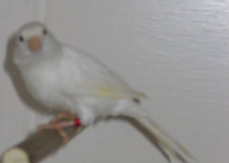 VAND CANARI DE RASA VAND CANARI DE RASA