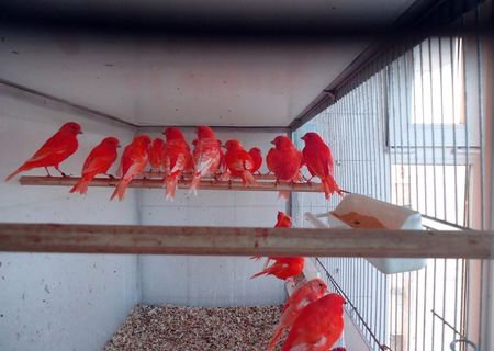 Vand canari rosii