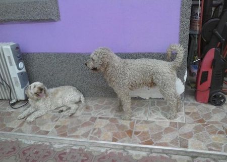 vand caniche