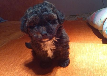 Vand Caniche Pitic