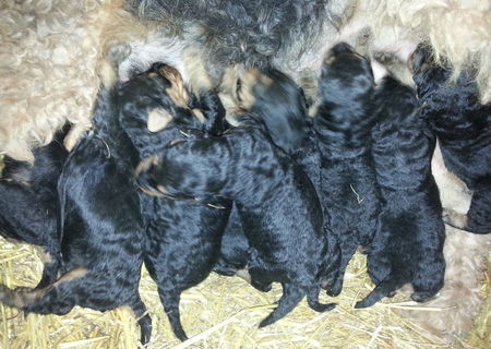 vand catei airedale terrier