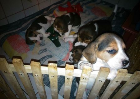 Vand catei Beagle Superbi Vand catei Beagle Superbi