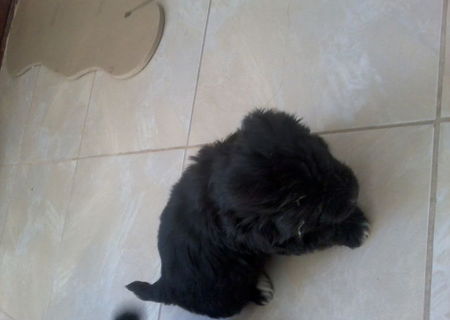 vand catei bichon 8 saptamani