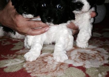 Vand catei bichon havanez