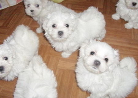 VAND CATEI BICHON TALIA CEA MAI  MICA, SHIH-TZU, CANICHE SI PECHINESE IMPERIAL