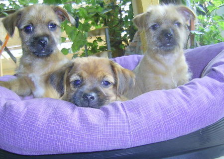 Vand catei Border Terrier