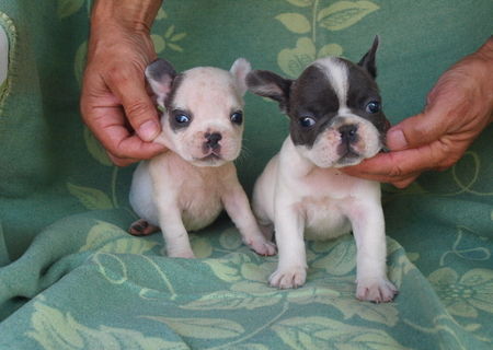 vand catei bulldog francez vand catei bulldog francez