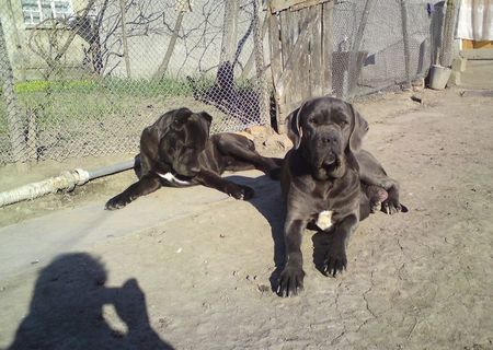 Vand catei Cane Corso