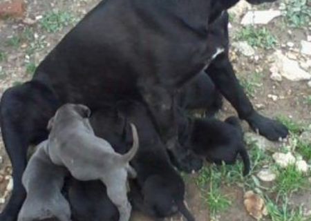 Vand catei cane corso