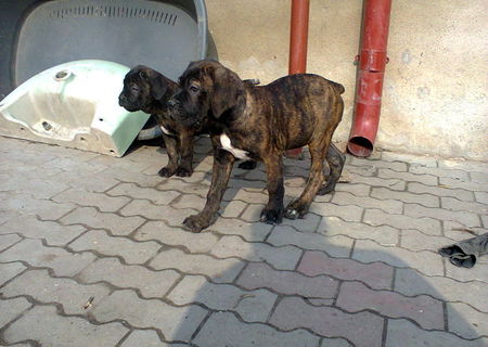 VAND CATEI CANE CORSO