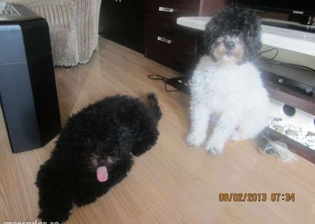 vand catei caniche