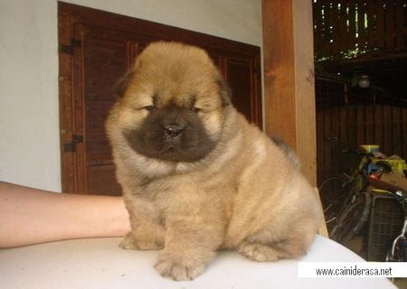 vand catei chow chow vand catei chow chow