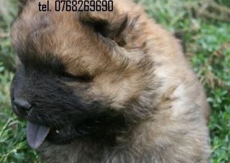 . Vand catei chow chow . tel. 0768269690.