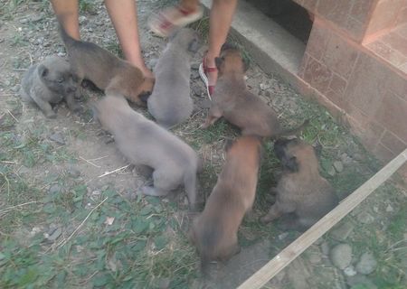 Vand catei Ciobanesc Belgian Malinois