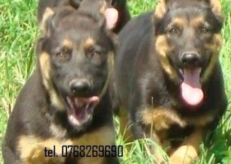 Vand catei ciobanesc german pt Paza si Protectie .tel. 0768269690..