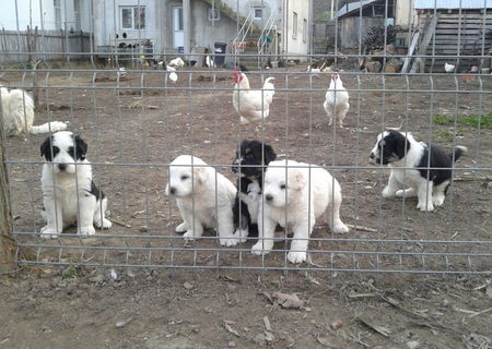 vand catei ciobanesti