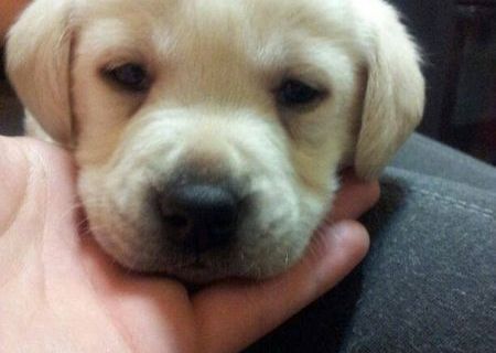 Vand Catei de Labrador Retriver