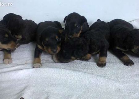 Vand catei din rasa Jagdterrier