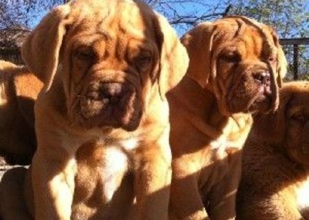 Vand catei dog de bordeaux