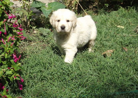 Vand catei Golden Retriever