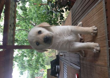 VAND CATEI LABRADOR