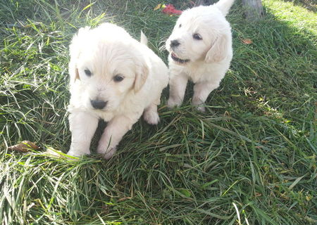 Vand catei Labrador Golden Retriver rasa pura Vand catei Labrador Golden Retriver rasa pura