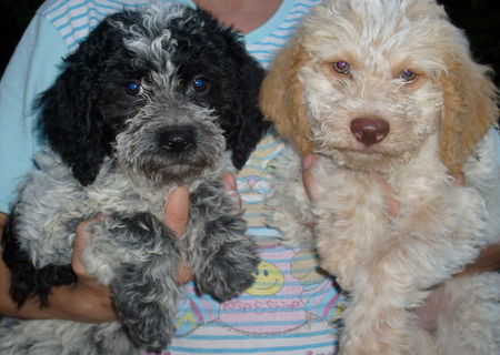 vand catei lagotto romagnolo