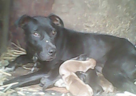 Vand catei pitbull Vand catei pitbull