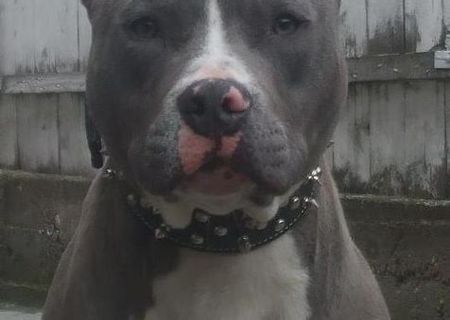 Vand catei pitbull blue