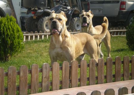 Vand catei PRESA CANARIO