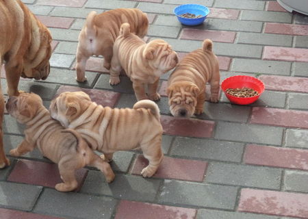 vand catei rasa shar-pei