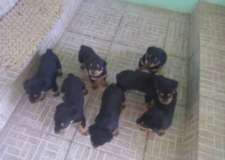 vand catei rottweiler