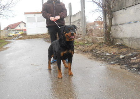 VAND CATEI ROTTWEILER DIN PARINTI CU PEDIGREE