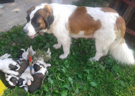 Vand catei Saint Bernard