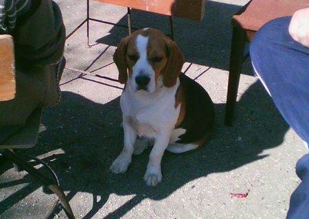 vand  catel beagle